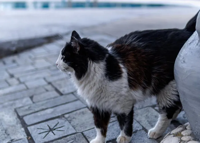 Manos ファリラキ